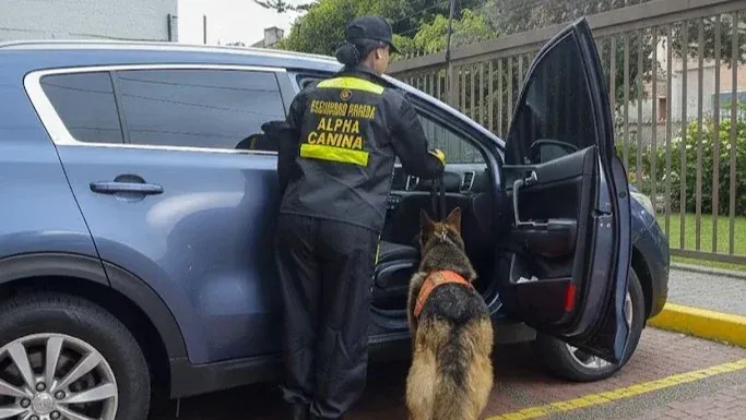 Unidad canina de Alpha Seguridad reforzando la operación en terreno